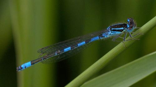 Réf. 231 253 : Coenagrion scitulum